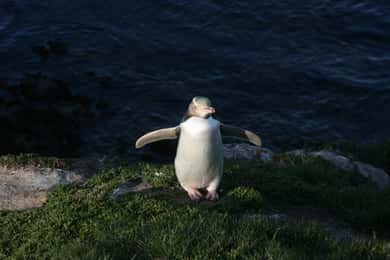 Otago Peninsula Small-Group Wildlife & Penguin Reserve Tour