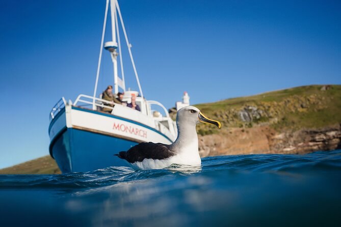 Monarch Wildlife Cruise: Albatross & Seals on the Otago Peninsula