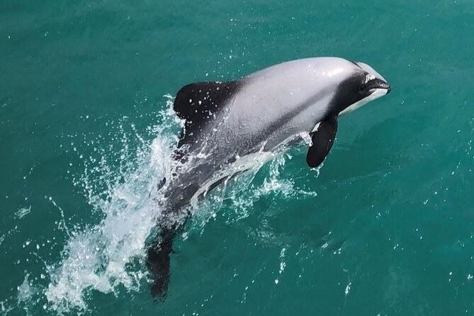 Akaroa Harbour Hector's Dolphin Swim & Wildlife Cruise