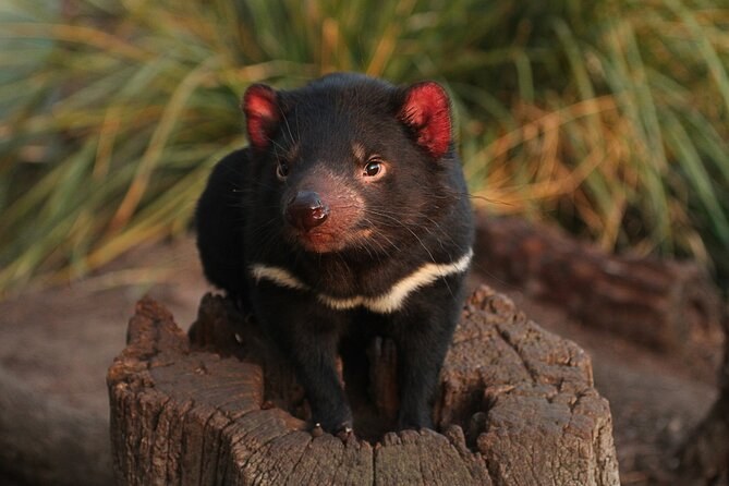 Bonorong Wildlife Sanctuary: Tasmanian Devil Encounter