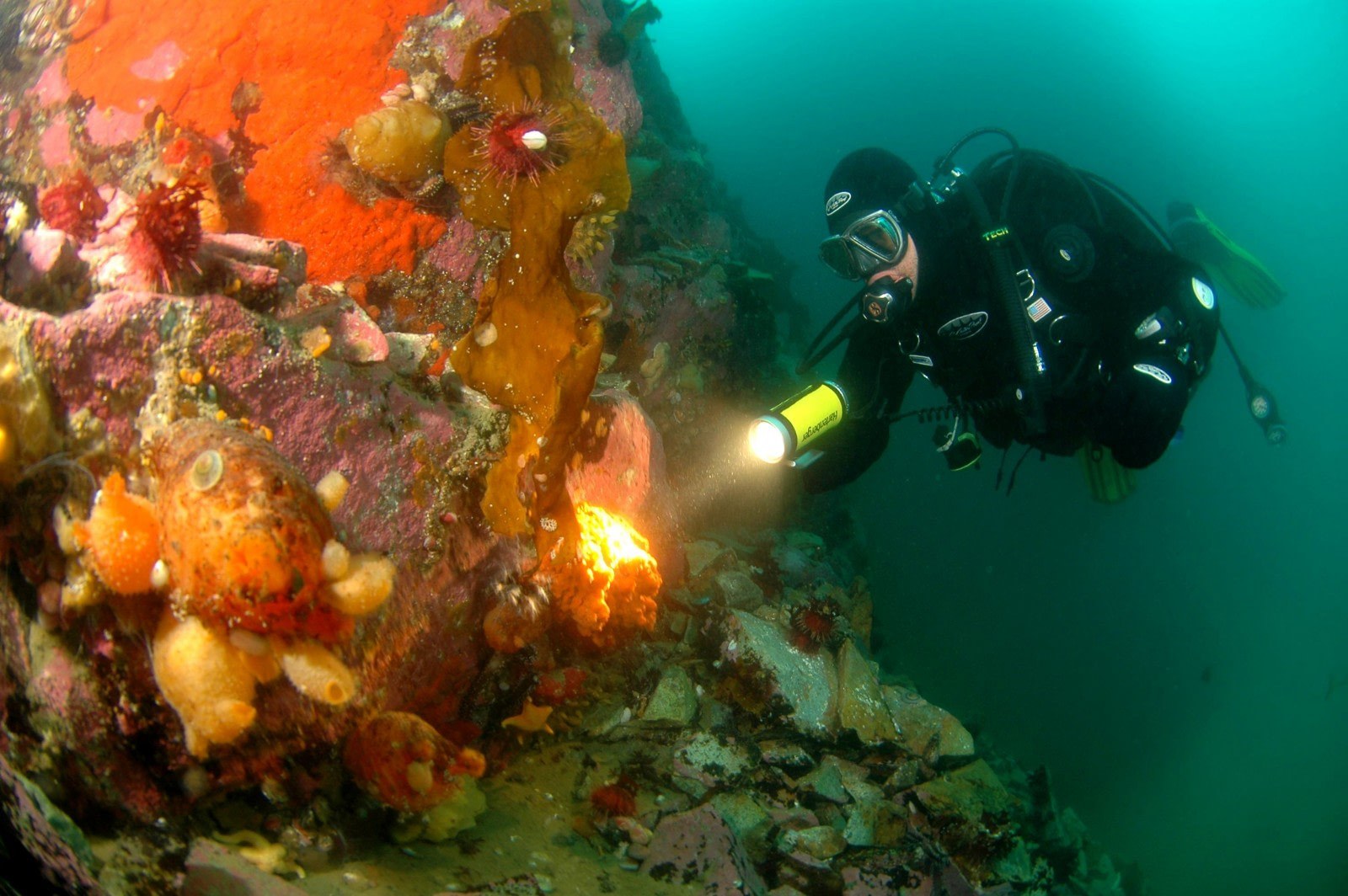 Scuba Dive Beneath the Antarctic Ice: The Ultimate Blue