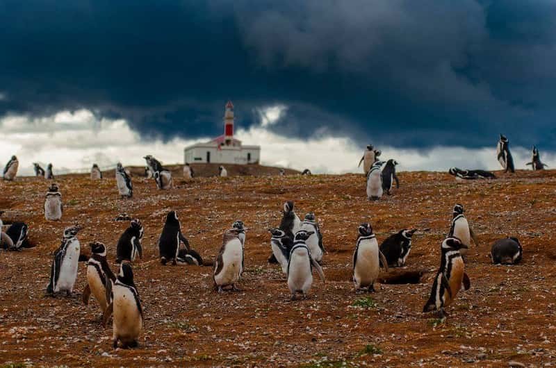 Magdalena Island: 120,000 Magellanic Penguins Up Close