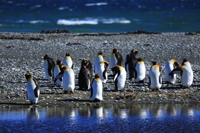 Private King Penguin Reserve & Tierra del Fuego Day Tour