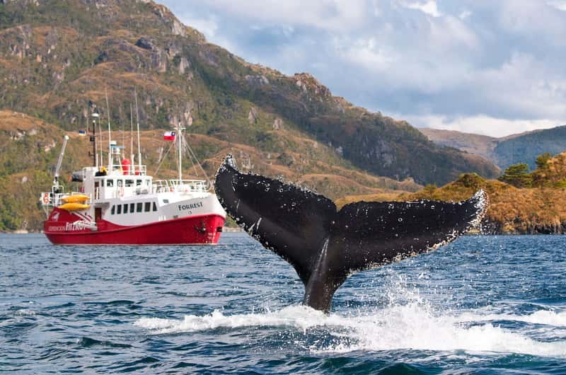Francisco Coloane Marine Park: Humpback Whale Watching by Zodiac