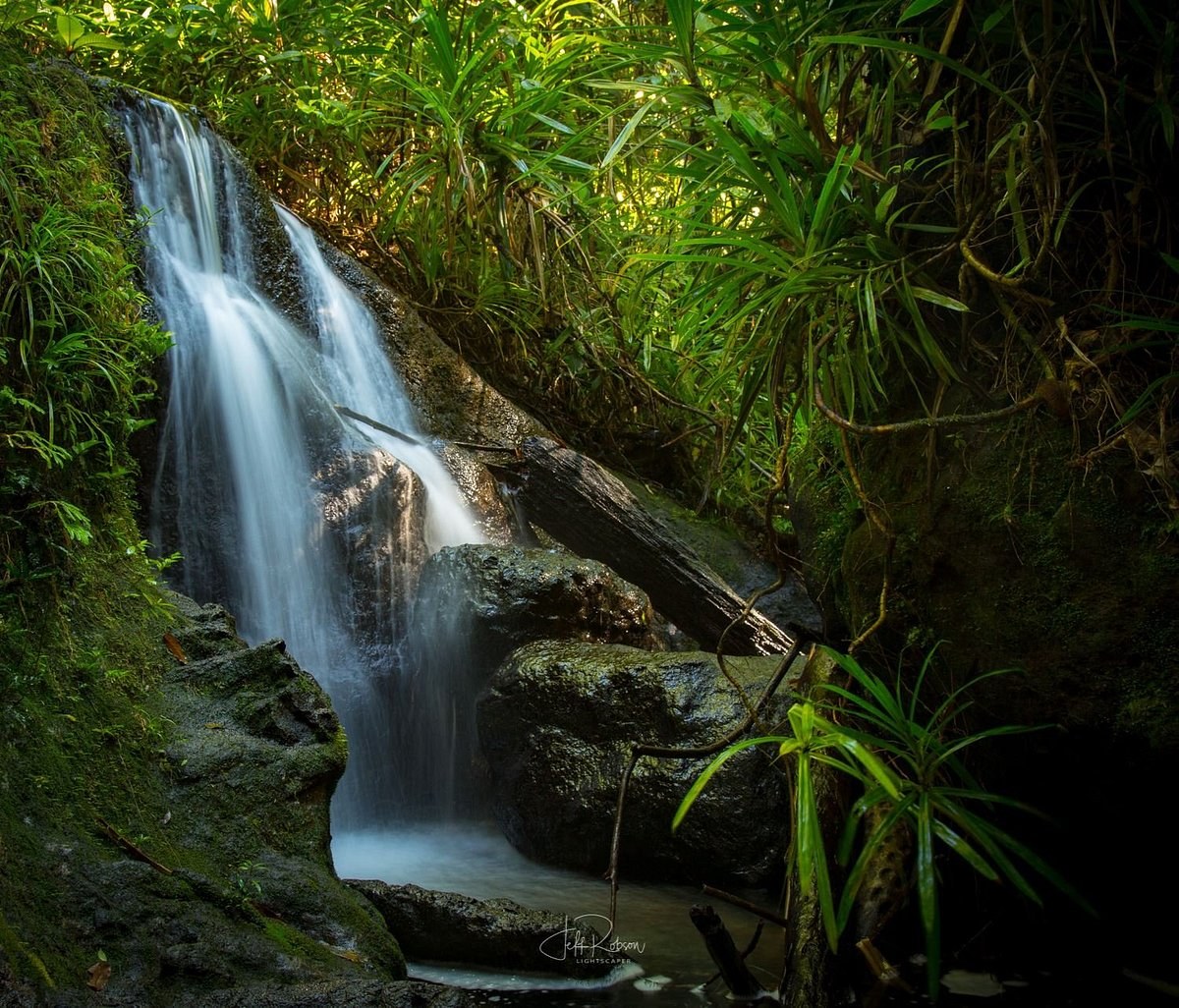 Colo-i-Suva Rainforest & Waterfall Private Guided Hike
