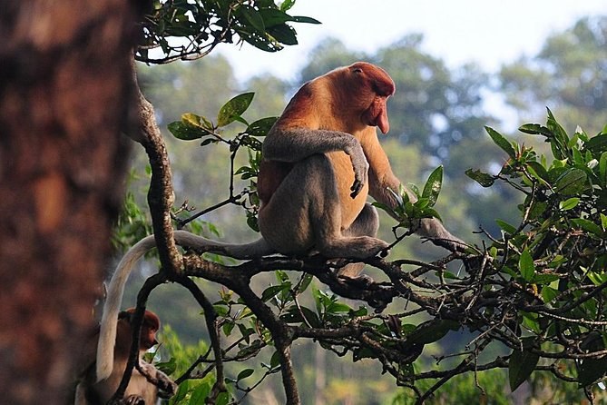 Brunei Rainforest River Safari & Proboscis Monkey Watch at Dusk