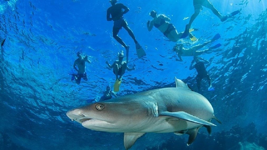 Pacific Harbour: Shark Dive & Coral Coast Snorkel Combo