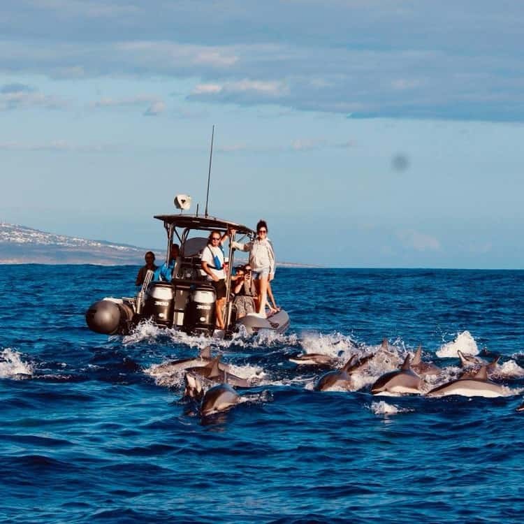 Dolphin, Whale & Sea Turtle Safari — Private Boat, Saint-Gilles