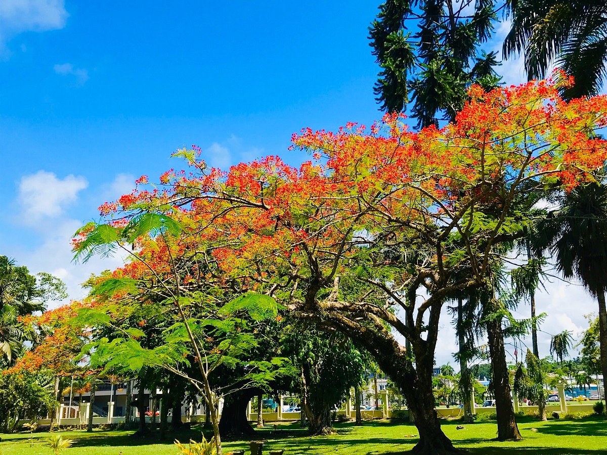 Thurston Gardens & Parliament of Fiji: Private Heritage Walk