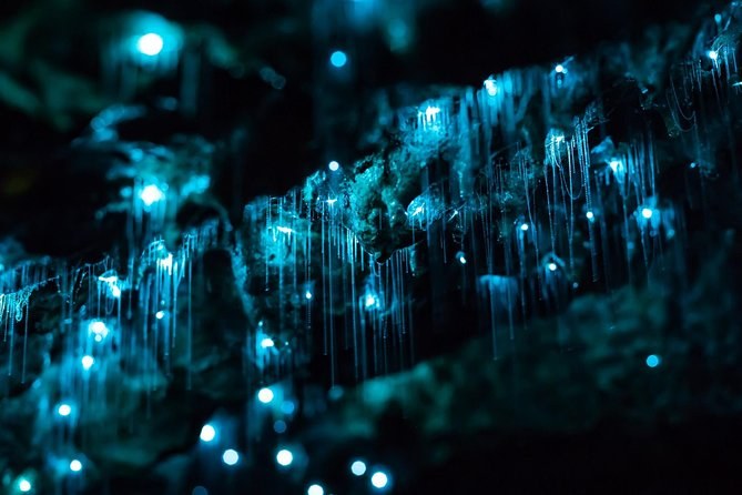 Waiomio Glowworm Caves Shore Excursion
