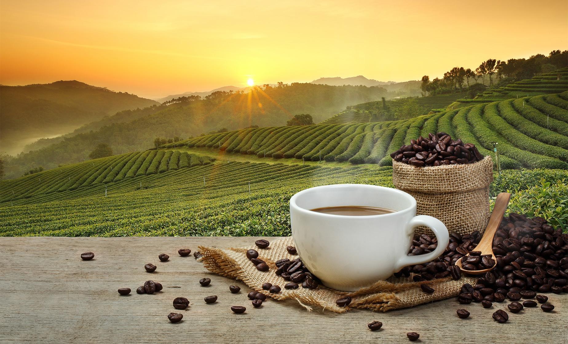 Sierra Madre Coffee Finca: Private Plantation & Cupping Tour