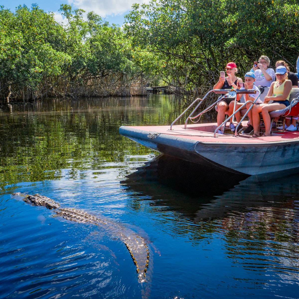 Mangrove Wildlife Safari: Private Motorboat into the Biosphere