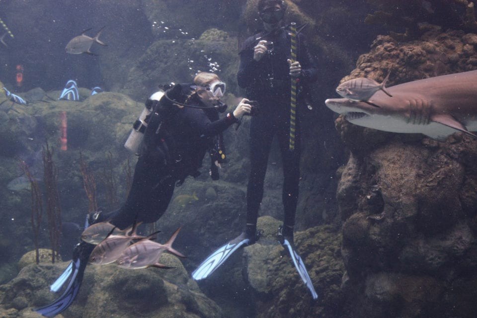 The Florida Aquarium: Behind-the-Scenes Dive Experience