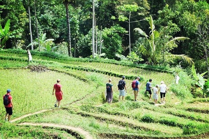 Tetebatu Village: Private Rice-Terrace Walk & Monkey Forest