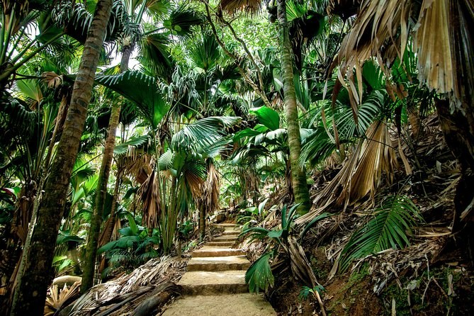 Vallée de Mai Nature Reserve: Private Guided Walk