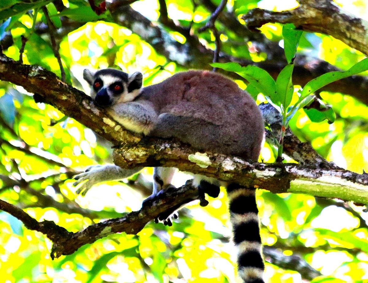 Nahampoana Reserve: Private Lemur & Botanical Garden Immersion