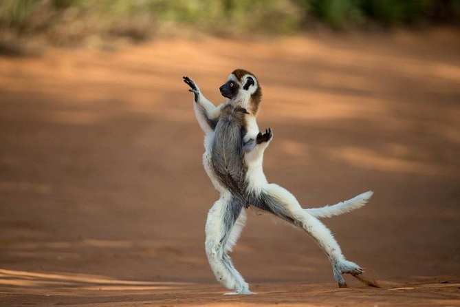 Berenty Reserve: Sifaka & Ring-Tailed Lemur Safari Day Tour