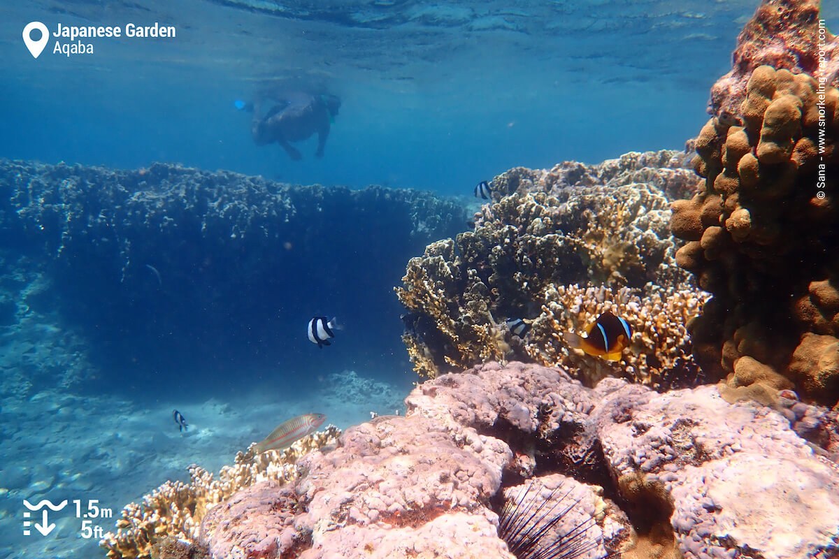 Aqaba Private Snorkel Safari: Japanese Garden & Rainbow Reef