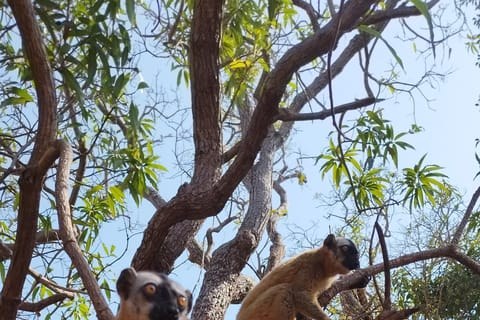 Red Tsingy & Lemur Safari with Lunch — Full Day