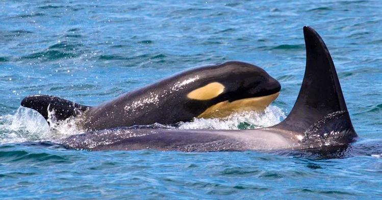 Bay of Fundy Whale Watching: Humpbacks & Fins up Close