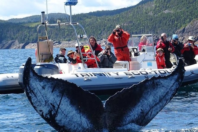 Bay of Islands Zodiac Whale & Wildlife Adventure