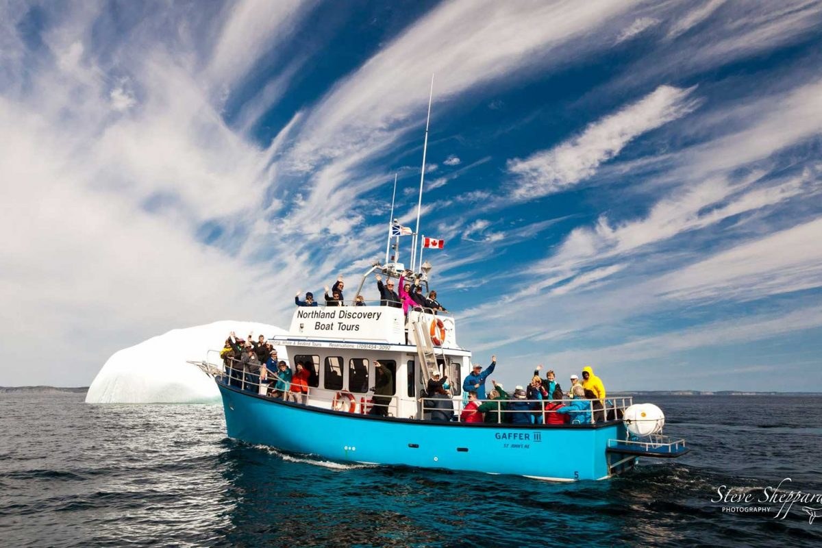 Iceberg Alley Boat Tours: Sunset Iceberg & Wildlife Cruise