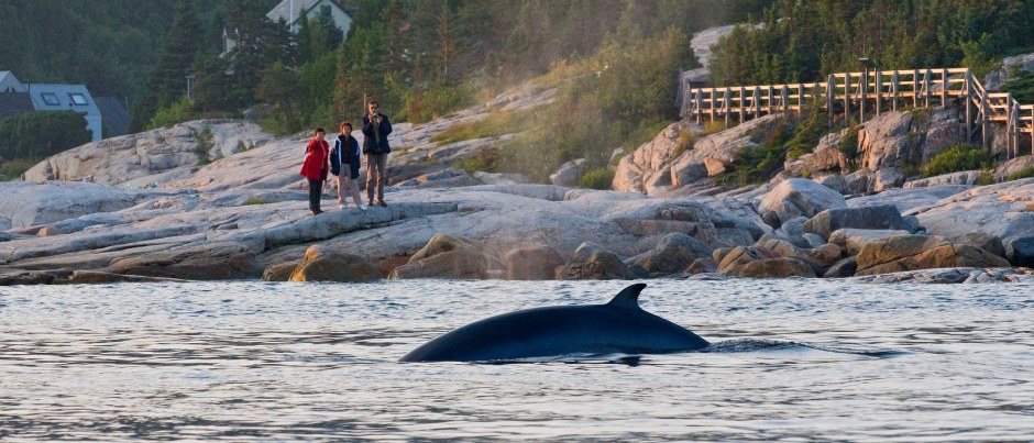 Saguenay–St. Lawrence Marine Park: Private Whale Watch