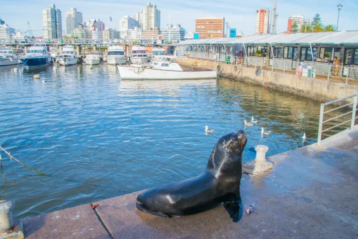 Sea Lions & the Peninsula: Wildlife Walk + Lighthouse Climb