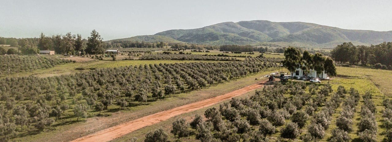 Olive Oil Estate Tour & Tasting in the Maldonado Countryside