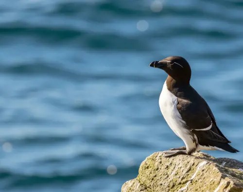 Corossol Island Bird Sanctuary: Exclusive Naturalist Expedition