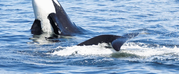 Seattle Half-Day Wildlife & Whale Watching Cruise