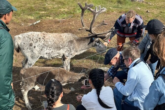 Mikkelgammen Sámi Camp: Reindeer Encounter & Storytelling