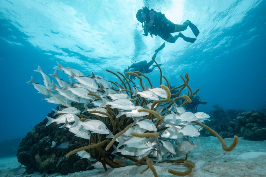 PADI Scuba Dive: Coral Walls & Swim-Throughs of the Sea of 7 Colors