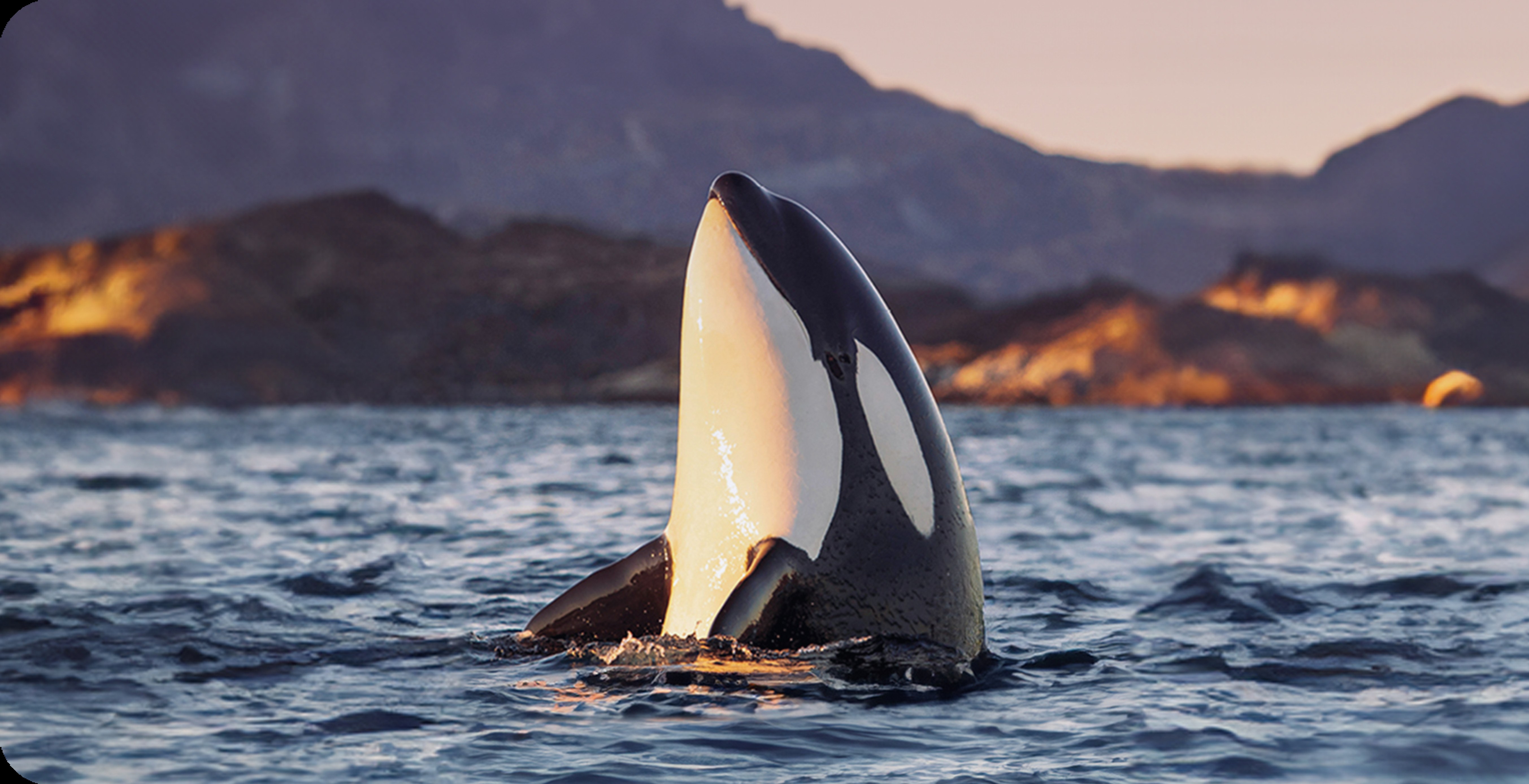 Private Whale Watching Expedition: Orcas & Marine Wildlife