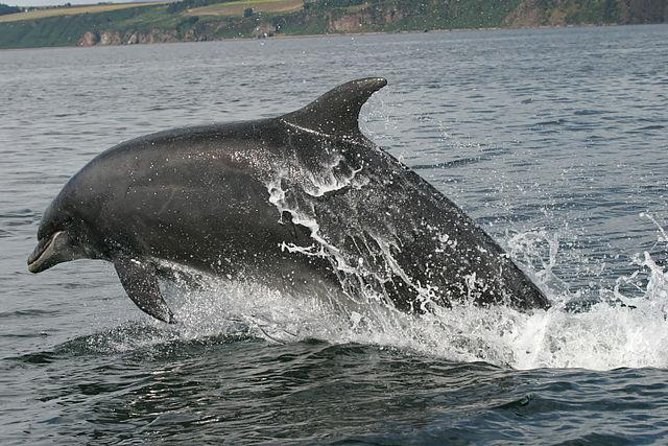 Inverness City & Black Isle: Dolphins, Castle & Whisky Tasting