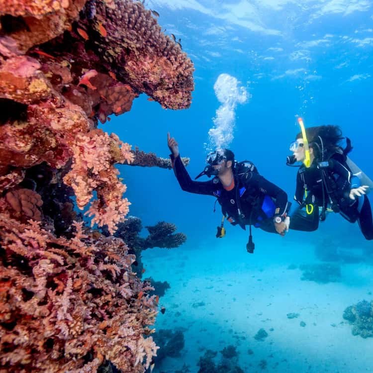 Red Sea Private Snorkel & Reef Safari: Obhur Bay