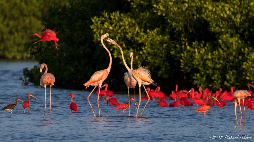 Caroni Swamp: Scarlet Ibis Sunset Boat Safari