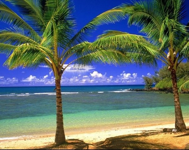 Ipioca Beach & Coconut Coast: Private Nature & Seafood Journey