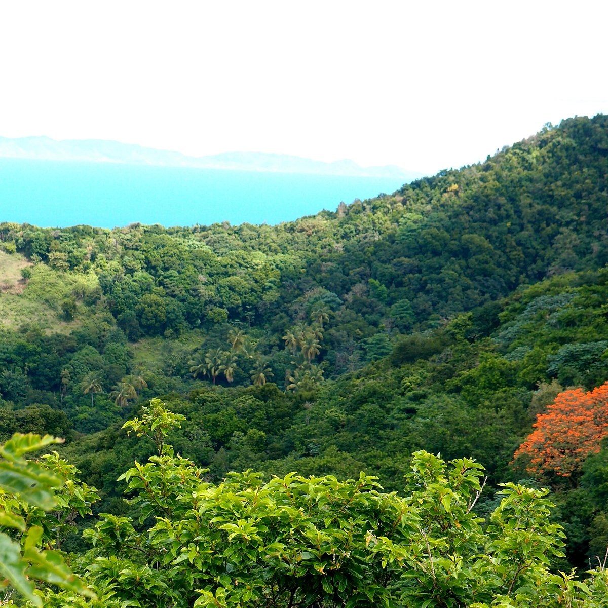 Centre Hills Rainforest Oriole Trail: Private Guided Nature Walk