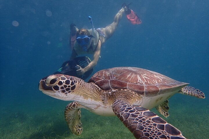 Turtle Beach Power Snorkeling: Hawksbill Sea Turtle Safari