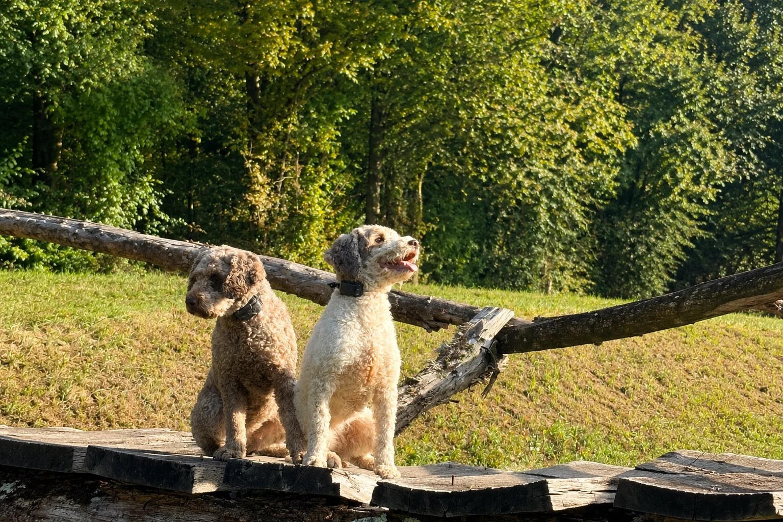 Istrian Truffle Hunt: Forest Foraging with Master Hunters & Dogs