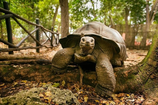 Prison Island: Giant Aldabra Tortoise Sanctuary & Snorkel