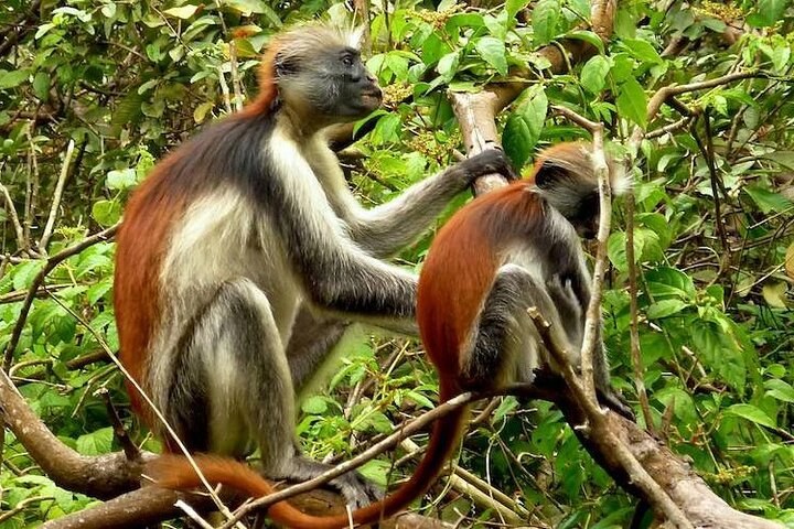 Jozani Forest: Red Colobus Monkeys & Mangrove Trail