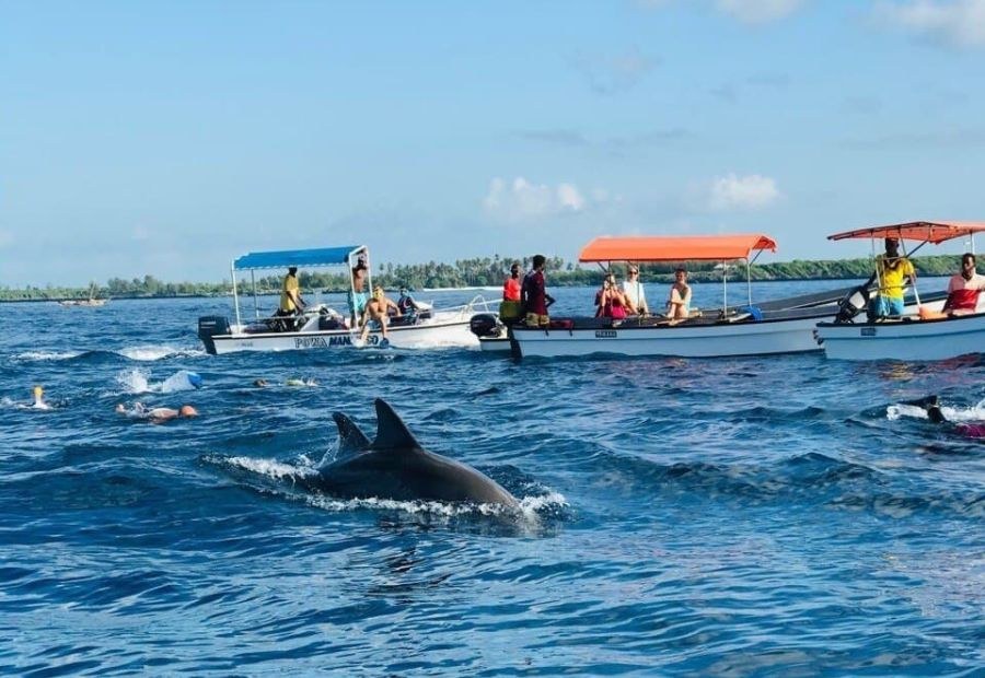 Kizimkazi Dolphin Snorkel & Sunset Dhow Cruise Return