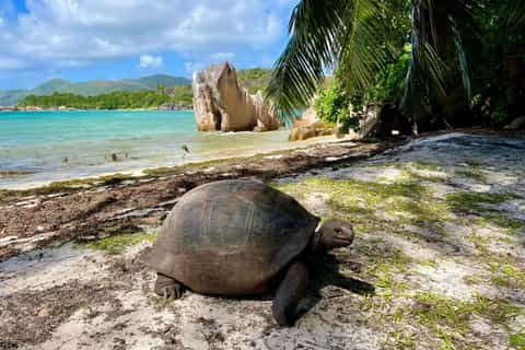 Curieuse Island & St. Pierre: Private Boat, Giant Tortoises & BBQ