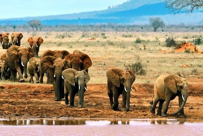 Tsavo East National Park: Full-Day Private Safari with Lunch