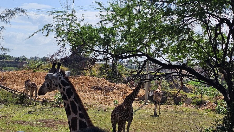 Haller Park & Giraffe Encounter: Private Nature Walk with a Conservationist