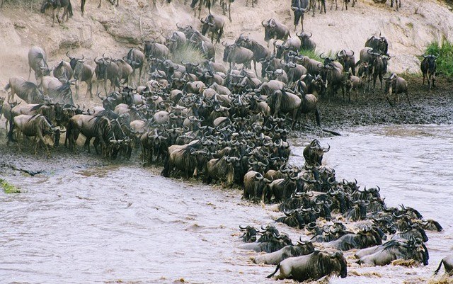 Masai Mara Great Migration: Private 3–4 Day Fly-In Safari Experience