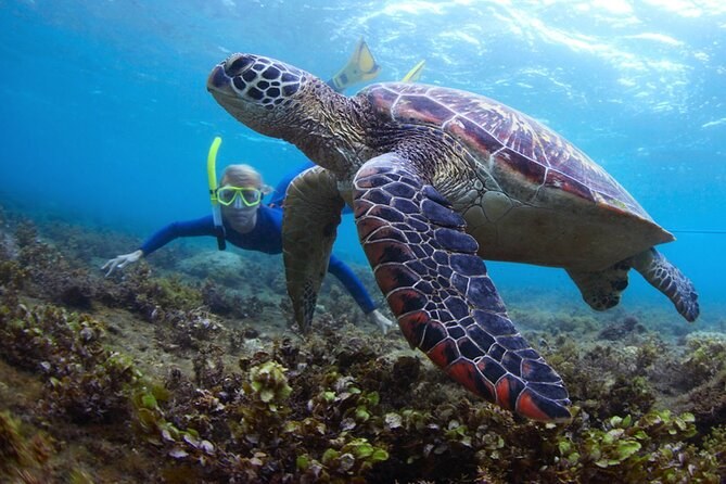 Snoopy Island: Private Snorkel & Gulf of Oman Reef Dive