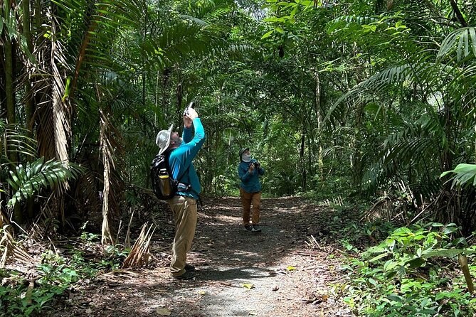 Soberanía Rainforest: Private Guided Pipeline Road Walk
